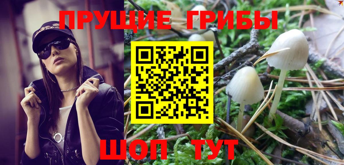 Павловский Посад  Галлюциногенные грибы Psilocybe  Вход с VPN 